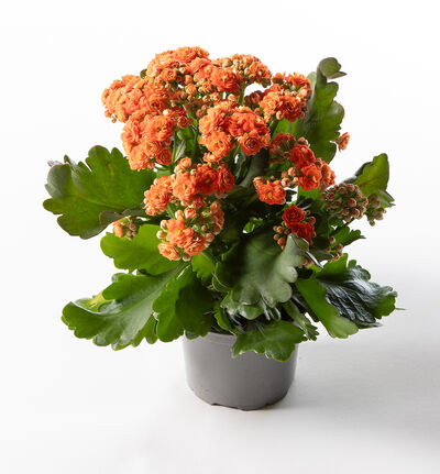 Ildtopp oransje Ildtopp oransje